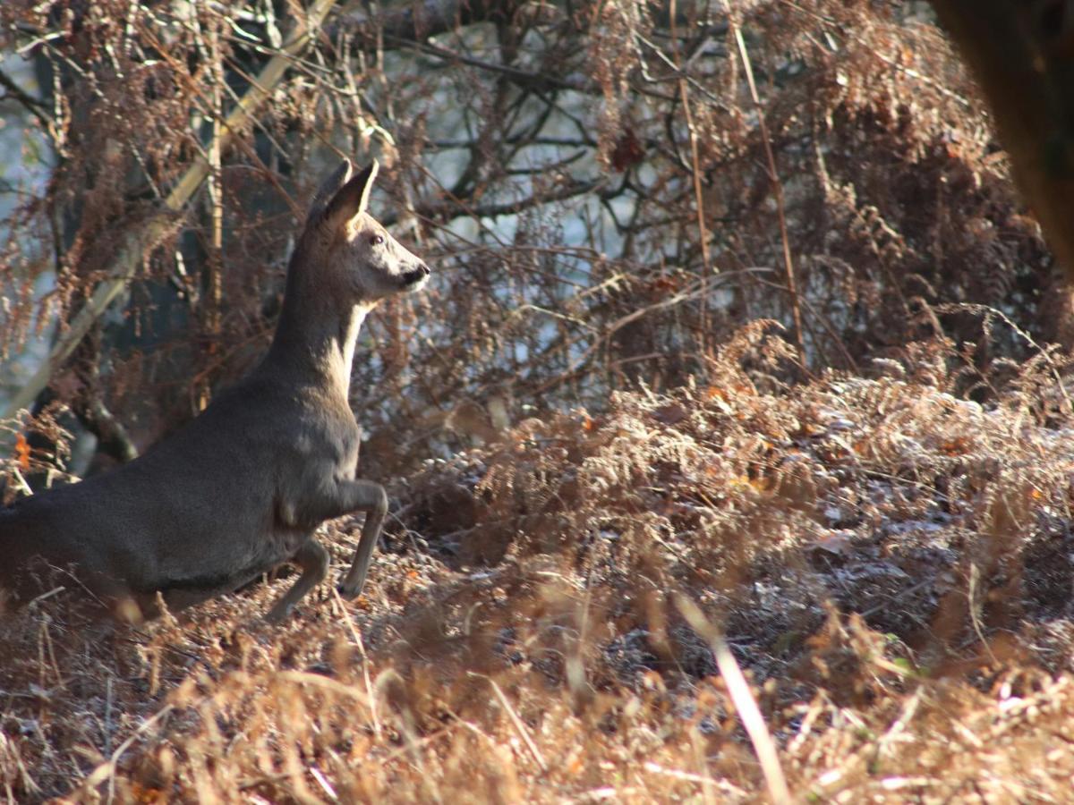 Deer lodge at Chapel Lodges Wimborne Minster Buitenkant foto