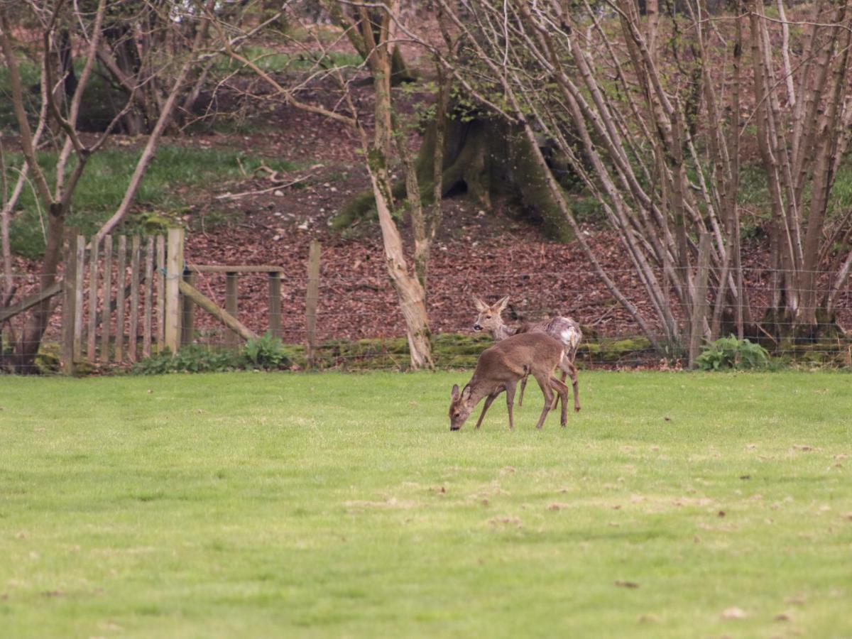 Deer lodge at Chapel Lodges Wimborne Minster Buitenkant foto