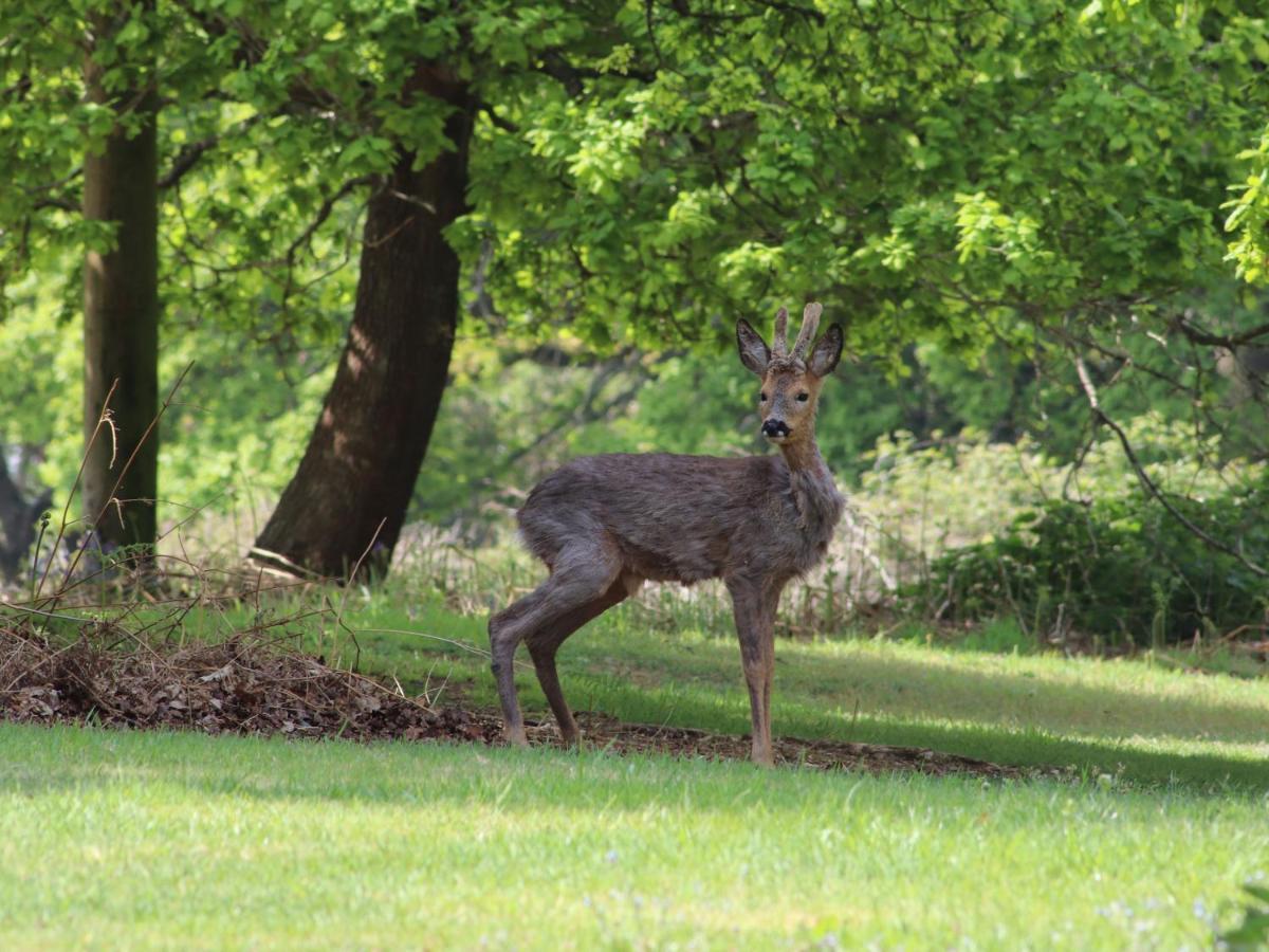 Deer lodge at Chapel Lodges Wimborne Minster Buitenkant foto
